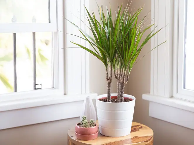 Драцена: живой очиститель воздуха