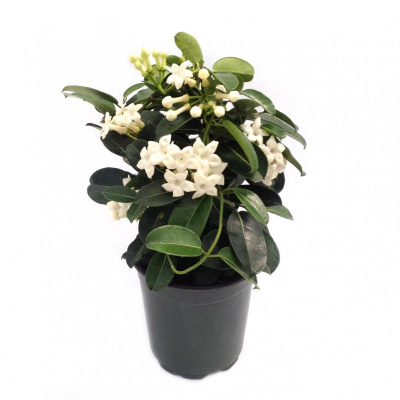 Стефанотис 850