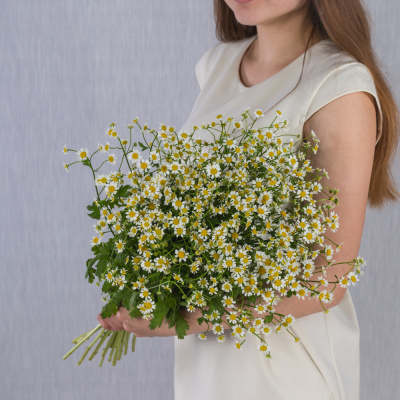Букет из мелких кустовых ромашек танацетумов 50581