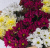 Букет из разноцветных хризантем 35809 Букет из разноцветных хризантем 35809