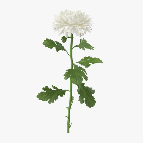 Хризантема одноголовая белая арт. 18